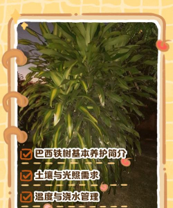 阅读养花，提升生活情趣，享受种植乐趣