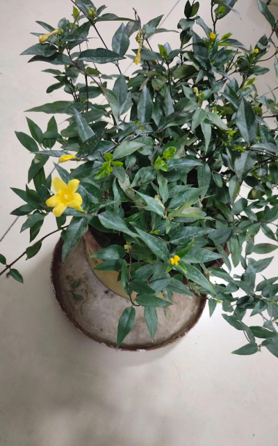 阅读养花，提升生活情趣，享受种植乐趣