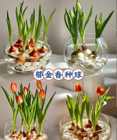 阅读养花，提升生活情趣，享受种植乐趣