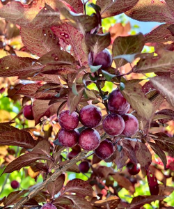 小众送妈妈的花有哪些花