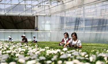 花卉生产，提升种植效率，优化市场供应