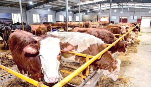 肉牛养殖场养殖，科学管理方法，提升养殖效益