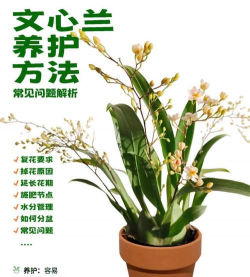 荷兰花卉，品种繁多，养护技巧，轻松上手