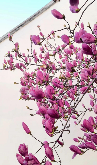 小众送妈妈的花有哪些花