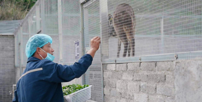 林麝养殖，掌握关键技巧，实现高效管理