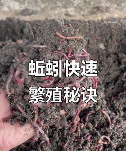 养殖致富新项目，选择方向多，收益潜力大