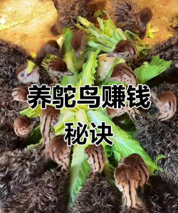 养花知识大全及图片，新手入门指南，常见问题解答