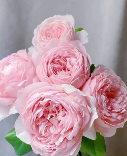 粉色花卉，点亮生活角落，增添浪漫氛围