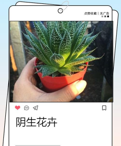 阴面养花，光照不足，选对品种是关键