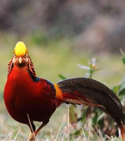 阅读养花，提升生活情趣，享受种植乐趣