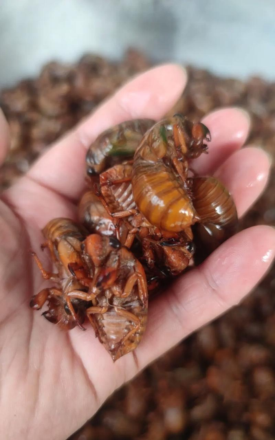 小众送妈妈的花有哪些花