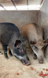 阅读养花，提升生活情趣，享受种植乐趣