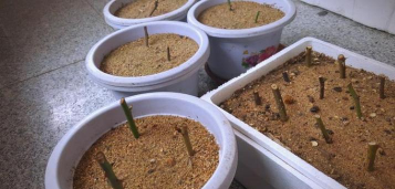 阅读养花，提升生活情趣，享受种植乐趣