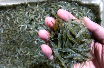 阅读养花，提升生活情趣，享受种植乐趣