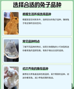 附近兔子养殖场,养殖技巧分享,新手入门指南 附近兔子养殖场,养殖技巧分享,新手入门指南