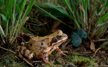 林蛙养殖技术,掌握关键步骤,实现高效养殖 林蛙养殖技术,掌握关键步骤,实现高效养殖