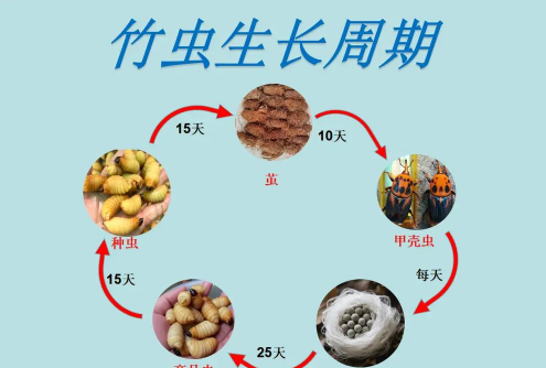 六月雪的养殖方法和注意事项，轻松上手，花开满枝