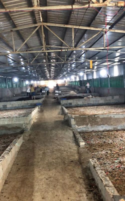 六月雪的养殖方法和注意事项，轻松上手，花开满枝