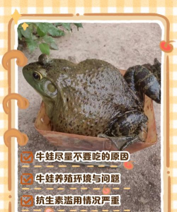 六月雪的养殖方法和注意事项，轻松上手，花开满枝