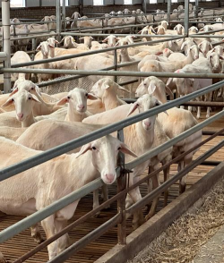 安徽湖羊养殖，选对品种，掌握技术