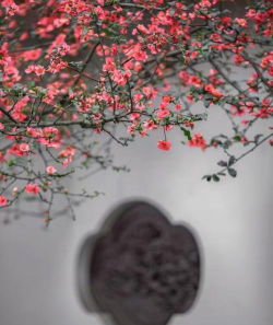 古风花卉，庭院点缀，意境营造