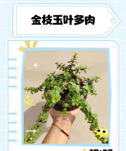 金枝玉叶的养殖方法,轻松上手,避免常见误区 金枝玉叶的养殖方法,轻松上手,避免常见误区