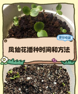 纯净水可以养花吗，了解水质影响，掌握正确方法