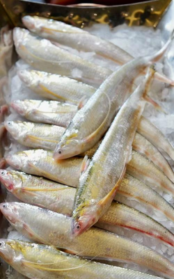 山东水产养殖，提升养殖效益，掌握关键技术