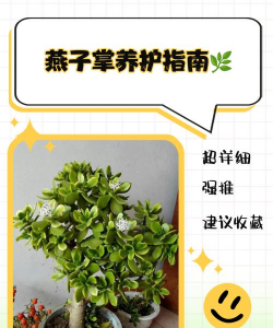 燕子掌的养殖方法，掌握关键技巧，轻松养出好状态