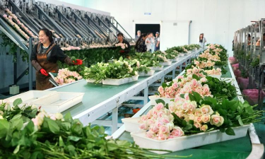 花卉企业，经营模式多样，发展前景广阔