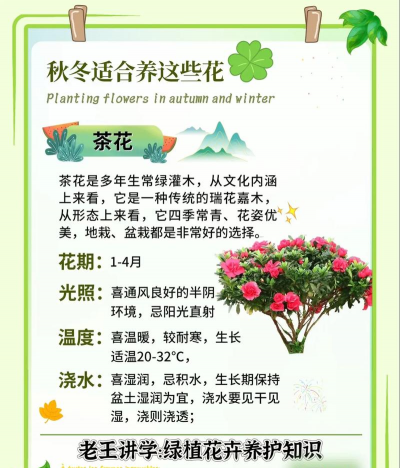 太原花卉，选购技巧，养护要点