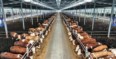 养花知识大全及图片，新手入门指南，常见问题解答