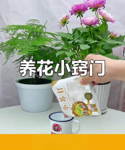 养花知识大全及图片，新手入门指南，常见问题解答