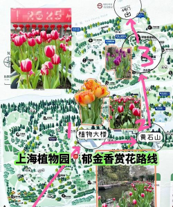 养花知识大全及图片，新手入门指南，常见问题解答