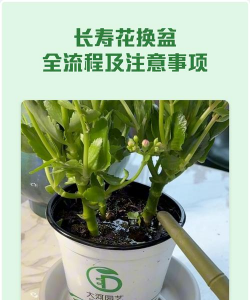 养花知识大全及图片，新手入门指南，常见问题解答