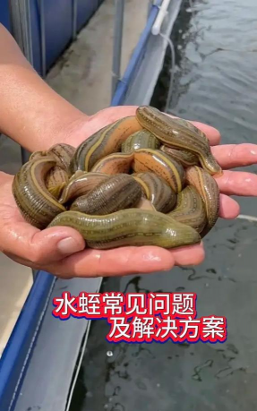 养花知识大全及图片，新手入门指南，常见问题解答