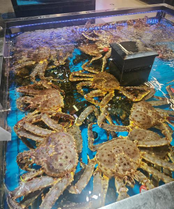 阅读养花，提升生活情趣，享受种植乐趣