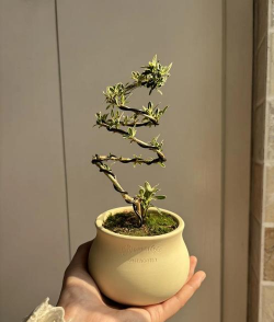 六月雪的养殖方法和注意事项，轻松上手，花开满枝