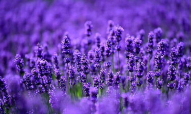 养花知识大全及图片，新手入门指南，常见问题解答