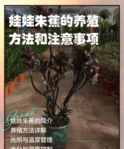 养花知识大全及图片，新手入门指南，常见问题解答