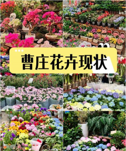 家里养花的心情说说，分享美好瞬间，感受生活温暖