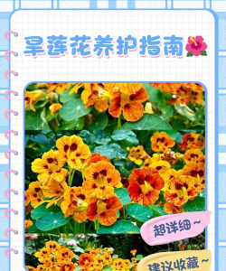 养花知识大全及图片，新手入门指南，常见问题解答