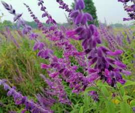 小众送妈妈的花有哪些花