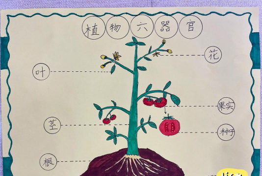 小众送妈妈的花有哪些花