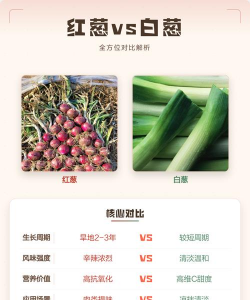 红葱和白葱区别