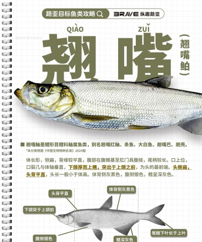 翘嘴鱼养殖成本，投入多少才划算，新手必看指南