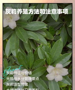 煤灰可以养花吗，了解利弊，正确使用