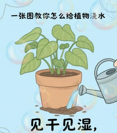 养花浇水口诀，掌握关键技巧，告别浇水烦恼