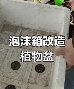 家里养花的心情说说，分享美好瞬间，感受生活温暖