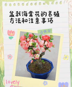 家里养花的心情说说，分享美好瞬间，感受生活温暖